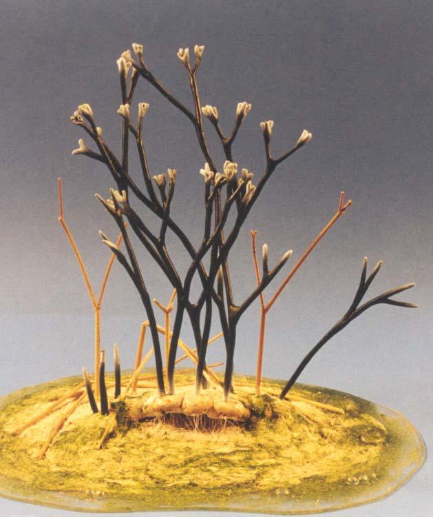 Horneophyton lignieri (dříve Hornea), nadzemní bezlistý, hladký stonek vidličnatě větvený, do 2 mm tlustý, výška sporofytních rostlin do 20 cm;