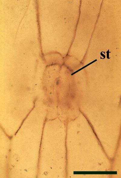 Horneophyton lignieri epidermis - s