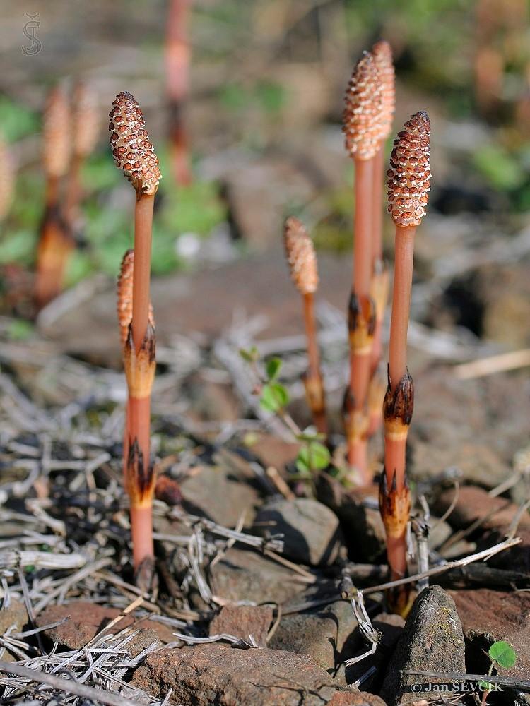 Equisetum