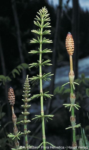 Equisetum pratense Ehrh.