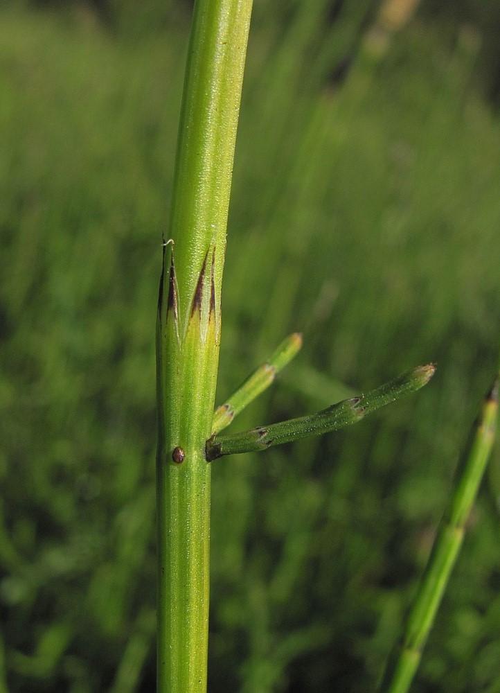 Equisetum palustre L.