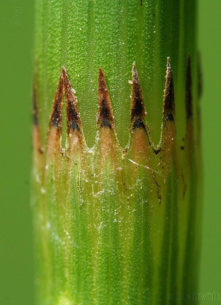 Equisetum fluviatile L.