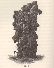 through the action of worms, with