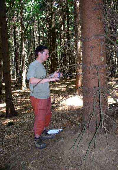 spruce trees were sampled rings measured for last 30 years