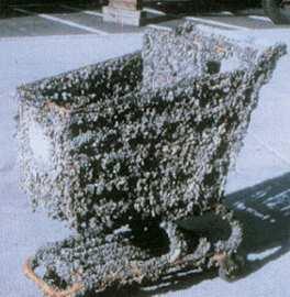 700.000 jedinců m -2
