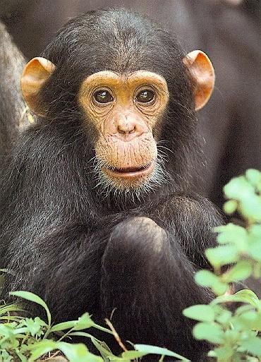Počty chromozomů http://www.primates.
