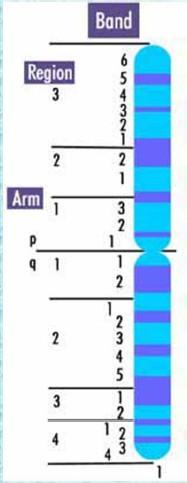 Charakterizace chromozomů Proužek (band) je část chromosomu snadno odlišitelná od sousedního segmentu jevící se jako tmavší či světlejší úsek vyvolaný jednou z použitých barvících technik.