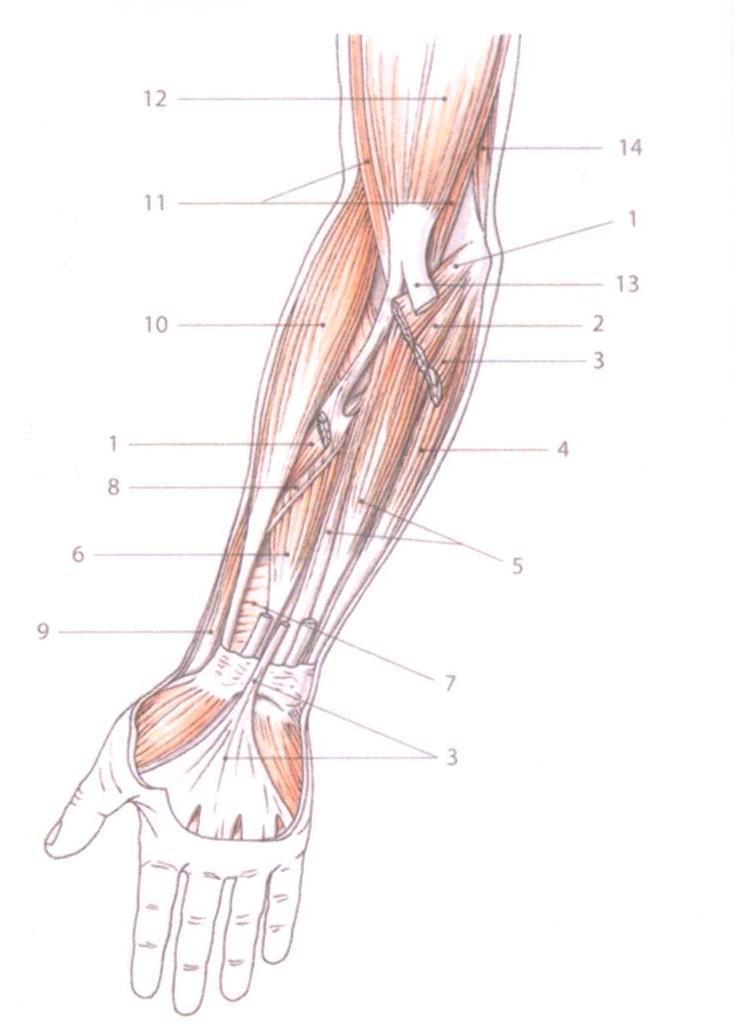 humerale). Všechny svaly jsou inervovány z n. medianus, který obvykle probíhá mezi oběma hlavami m. pronator teres. Jedinou výjimku tvoří m. flexor carpi ulnaris inervovaný z n.
