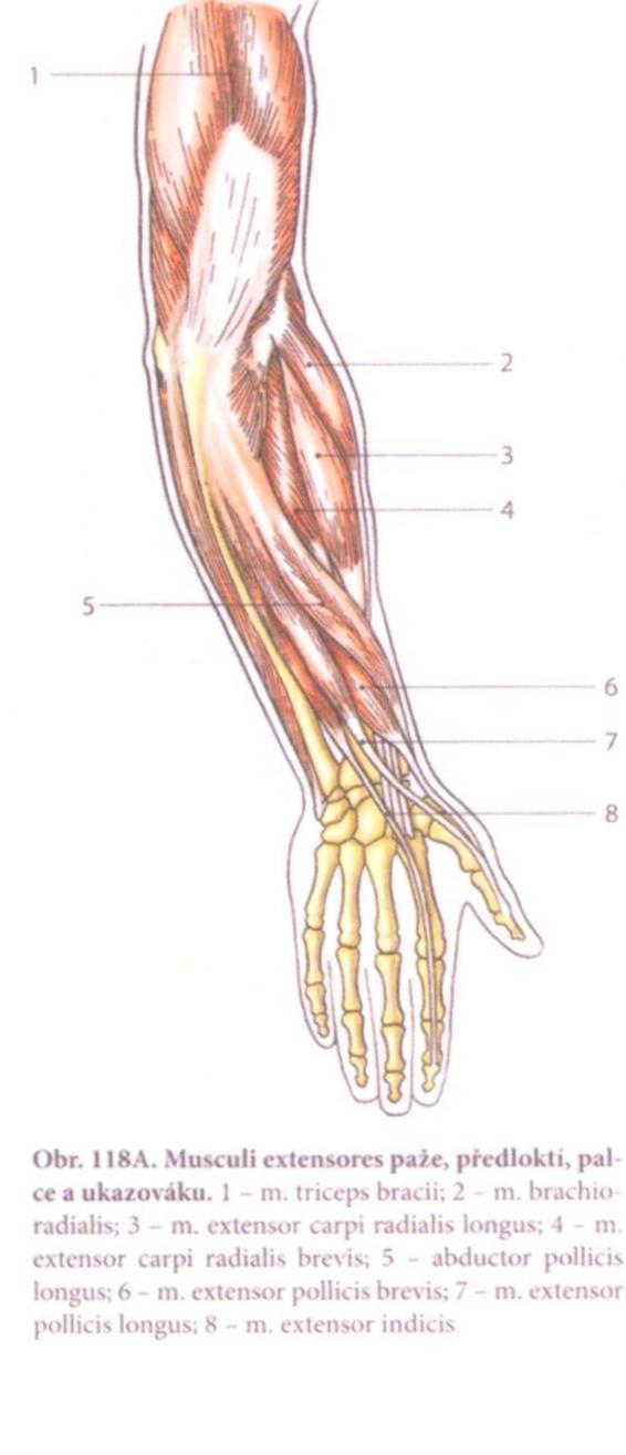 Obrázek č. 7 Extenzory paže a předloktí (Eliška, Elišková,2009) 2.2.4 Krevní a nervové zásobení Arteriální krevní zásobení ke kloubu je čerpáno z rozsáhlé anastomózy a.