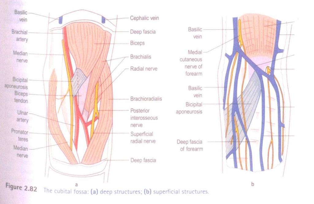 může odtékat do malých uzlin situovaných podél a. radialis, a. ulnaris a a. brachialis a odtud teprve do laterálních axilárních uzlin.