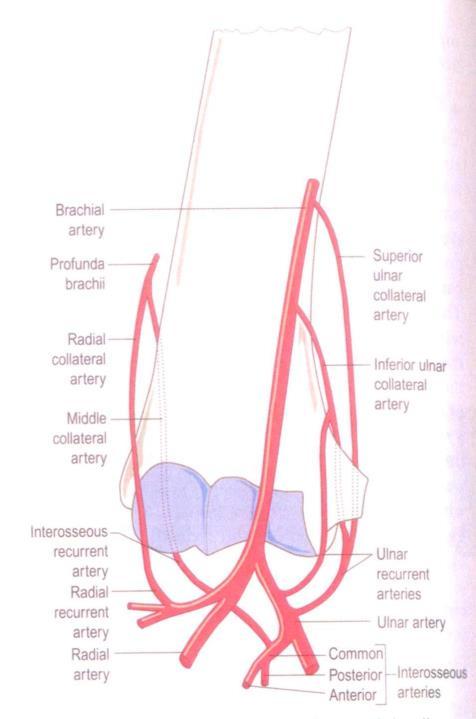 radialis. Kořenovému zásobení těchto nervů odpovídá segmentům C5, C6, C7 a C8. (Palastanga, Field, Soames, 1994) Obrázek č.