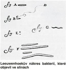 Stručná historie 1676 Antony van Leeuwenhoek