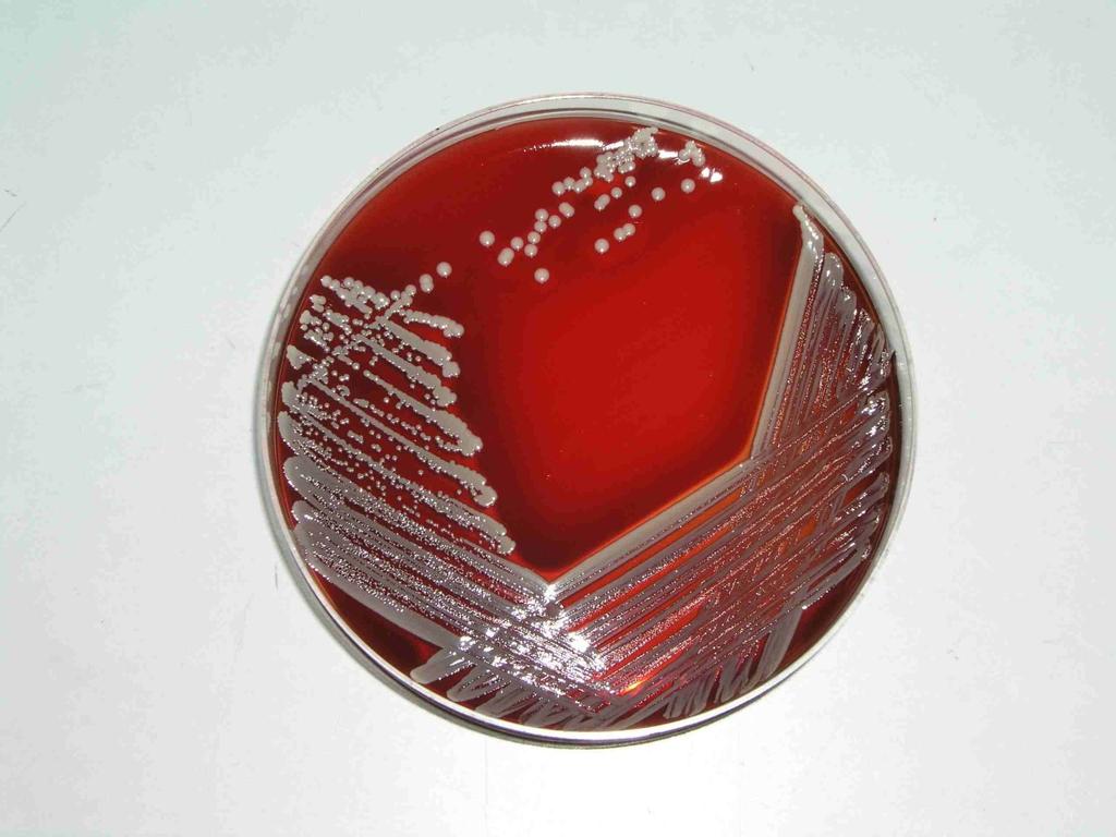 Staphylococcus