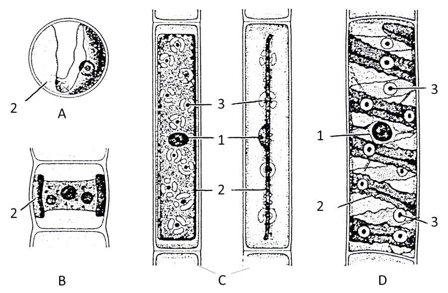 proteosyntéza mitochondrií a plastidů je citlivá vůči stejným inhibitorům jako proteosyntéza bakterií (např. vůči chloramfenikolu).