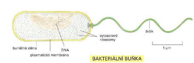 Proteiny Proteiny neboli bílkoviny tvoří většinu hmoty každé buňky, jsou základními stavebními kameny buňky, ale také obstarávají většinu důležitých buněčných funkcí.