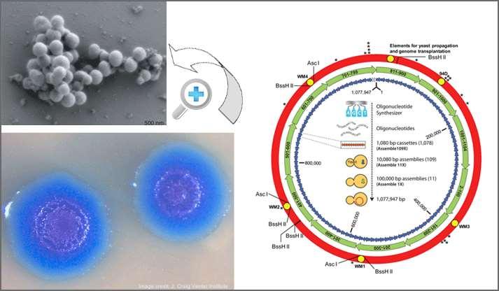 Mycoplasma laboratorium Gibson D, et al.