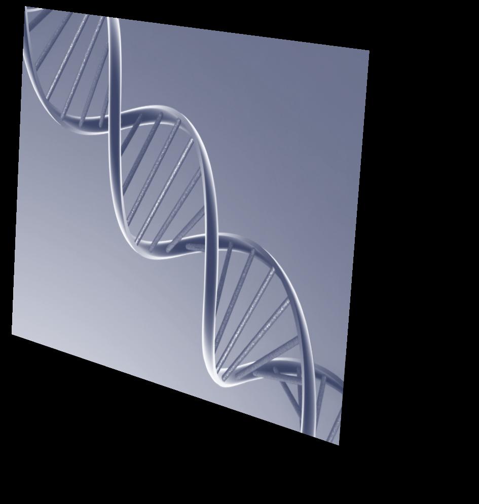 DNA 1953 Watson&Crick dvojitá šroubovice DNA Molekulárně-biologické vysvětlení: jak je geneecká informace uložena v organismu jak se dědí DNA je tvořena 4 nukleoedy/ bazemi adenin, guanin,