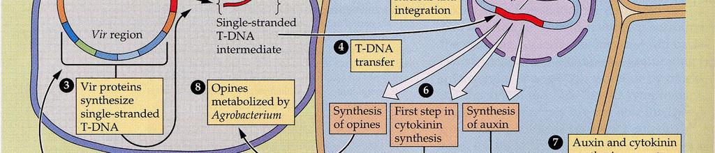 geny agrobaktéria externě) přenáší několik svých genů do
