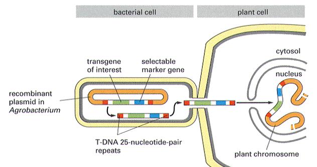 Upravené agrobaktérium - geny způsobující vznik nádoru a syntézu opinů odstraněny - T-DNA v binárním plasmidu (vir geny,