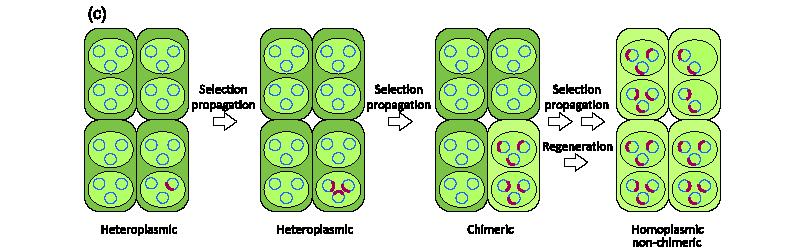 Integrace rekombinací Transformace chloroplastů transgen obklopený chloroplastovými sekvencemi (vyplatí se cílit do operonů transkribovaných sekvencí mezi geny) Postupná selekce homoplasmických buněk