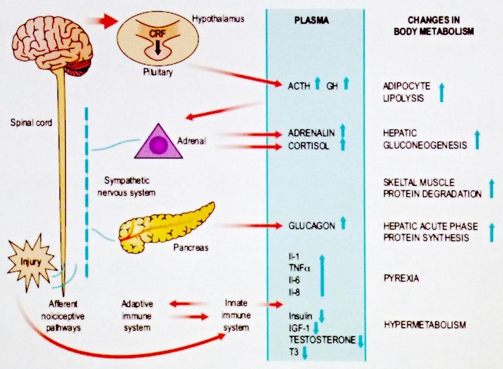 METABOLICKÁ