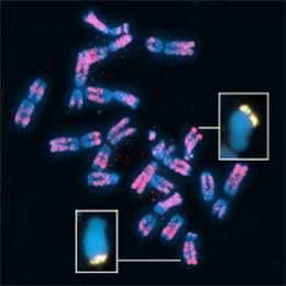 Chromosomově-centrický přístup Nabízí možnost analyzovat