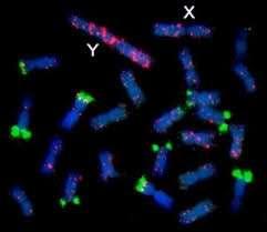 (aberantní) chromosomy Allele phasing Strukturní