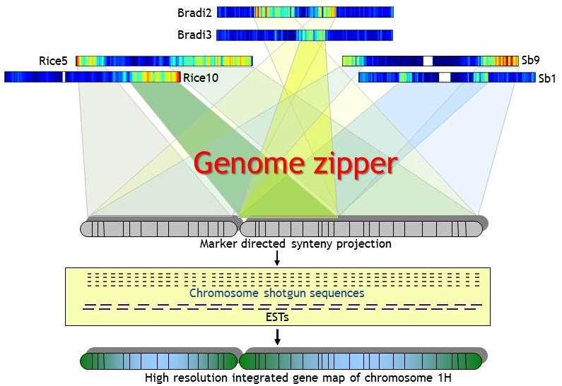 Virtuální genová mapa (GenomeZipper) Chromosom 1H ječmene: Marker cm Rice hit Sorghum hit Shotgun reads HarvEST - - Os05g0102900 Sb09g000340.