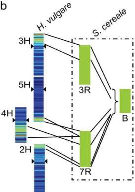 4946 předpokládaných genových sekvencí Původ B chromosomu ţita: 1.1 1.