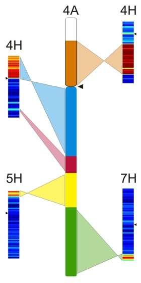Analýza struktury chromosomů pšenice Sekvenování ramen chromosomu 4A metodou Roche 454 (pokrytí