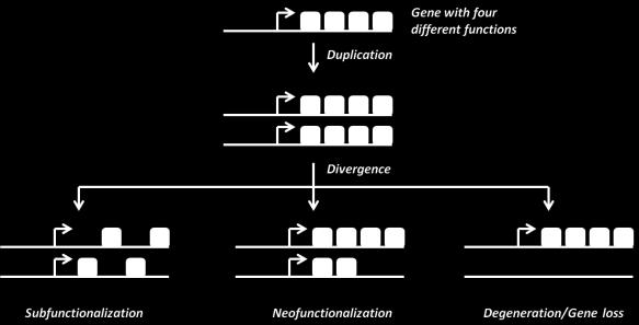 duplicated genes and accumulation of mutations: - Fixation of beneficial alleles - Loss of non-functional genes
