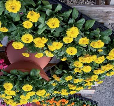 květináče, směsné kontejnery, záhon, pro prodej brzy na jaře a na podzim, výsev 10 15 C, slabě zasypat vermikulitem,