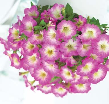 růžová F1 PETUNIA HYBRIDA GRANDIFLORA Skupina Mistral F1 Čtyři odrůdy Mistral F1