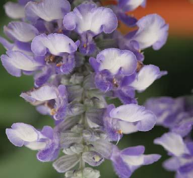 45 cm, dvoubarevná 7700 Evolution Violet, 45 cm, výrazný tmavě fialový květ, plné slunce až polostín VIOLA X