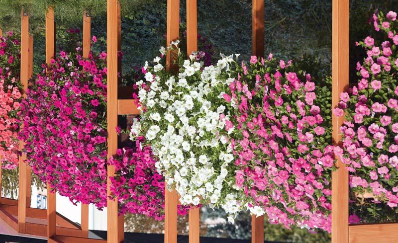 PETUNIA HYBRIDA / petúnie zahradní PETUNIA HYBIRDA GRANDIFLORA Limbo GP F1 představuje generaci geneticky kompaktních velkokvětých odrůd nejrozšířenější skupinu typu grandiflora s geneticky daným