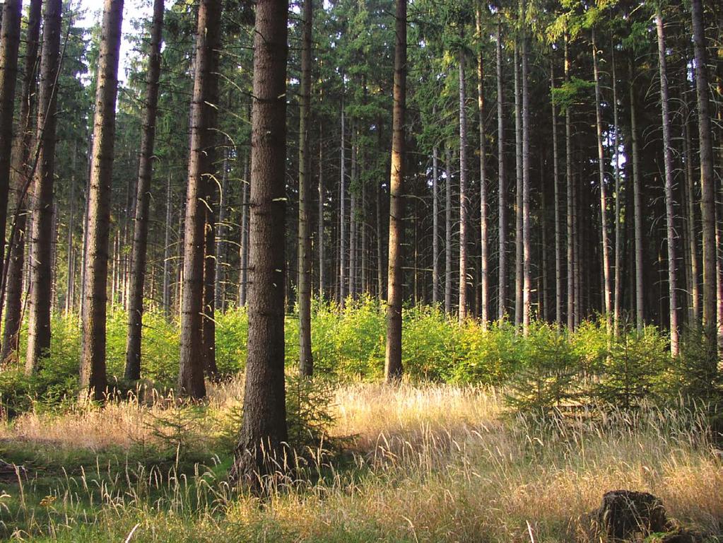 ADAPTACE HOSPODAŘENÍ VE SMRKOVÝCH POROSTECH ČESKÉ REPUBLIKY NA ZMĚNU KLIMATU S DŮRAZEM NA PRODUKCI LESA