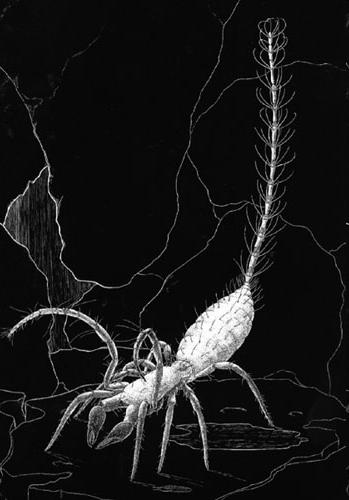Schizomida - krátkochvosti malí