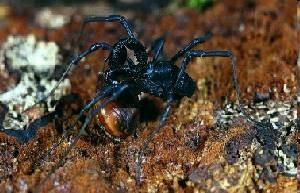 Opilionida - sekáči v ČR cca 30 druhů v opadance, pod kůrou a kameny, epigeicky, na vegetaci