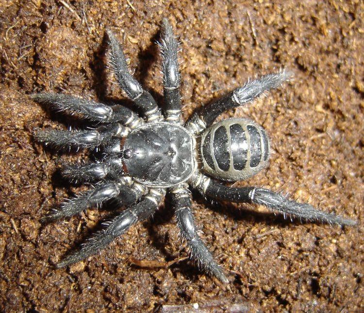 Mesothelae sklípkoši nejprimitivnější pavouci, zadeček zřetelně článkovaný chelicery plagiognátní (namířené do předu, a