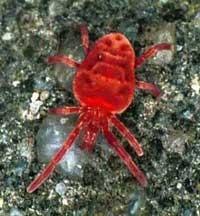 Actinedida - sametkovci stigmata na