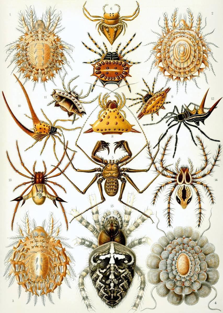 ARACHNIDA - pavoukovci zadeček bez končetin 2.
