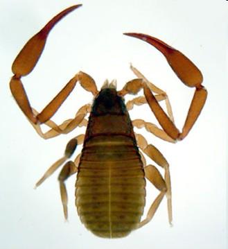 Pseudoscorpionida - štírci 1-77 mm, tělo dorsoventrálně zploštělé predátoři, opisthosoma jednotné chelicery klepítkaté,