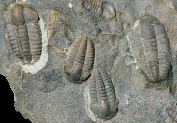 Arthropoda členovci TRILOBITOMORPHA - trilobiti nejhojnější v