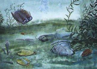 většinou 3 66 cm hlava (cephalon), trup (thorax) a ocas
