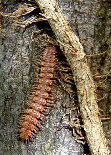 Diplopoda - mnohonožky Polyxenus lagurus (chlupule