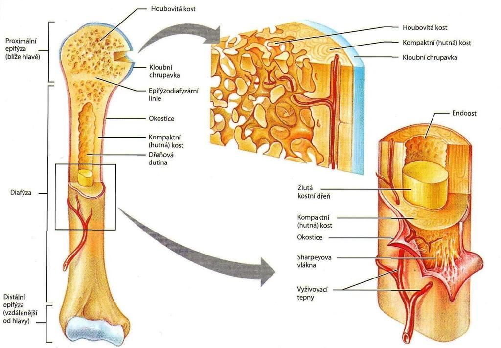 ale stejně jako on obsahuje osteoklasty a osteoblasty.