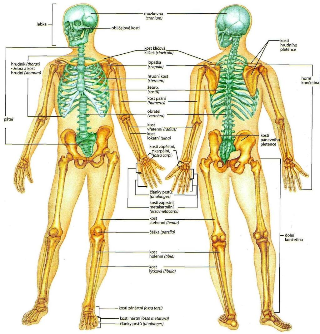 2.2 Osový skelet koš a páteř.