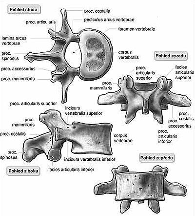 a jsou poměrně dlouhé, obratlový otvor je oválný a kromě jedenáctého a dvanáctého obratle jsou na příčných výběžkách oválné kloubní plošky pro spojení s žebrem.