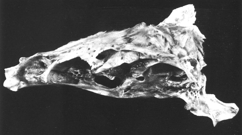 Neurocranium kapra laterální pohled 1. Praevomer 2. Etmoideum 3. Praefrontale 4. Frontale 5. Sphenoticum 6. Parietale 7. Supraoccipitale 8. Epioticum 9. Pteroticum 1O. Orbitosphenoideum 11.