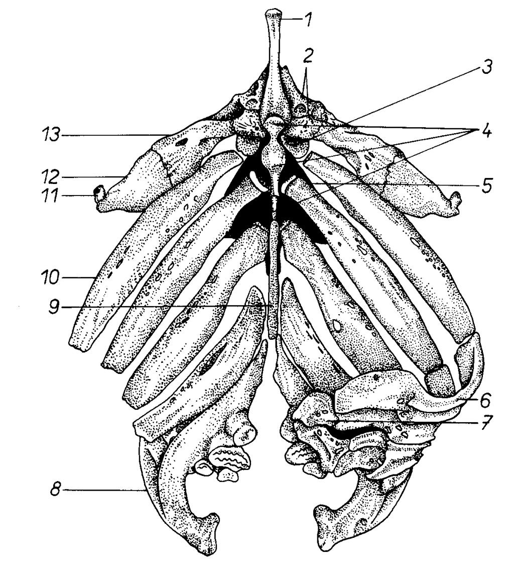 Branchiocranium kapra dorzální pohled Hyoidní oblouk 1. Basihyale 2. Hypohyale 5. Urohyale 11. Interhyale 12. Epihyale 13. Ceratohyale Ţaberní oblouk 4.